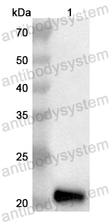 Валидация AntibodySystem PHB65501