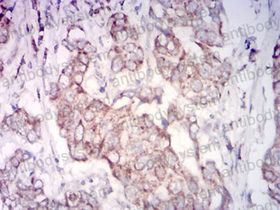 Валидация AntibodySystem RHE60803 (2236)