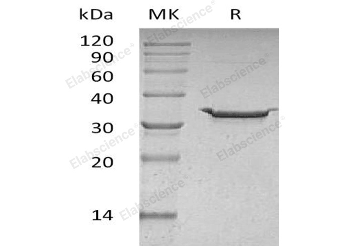 Валидация Elabscience PKSH032163(2689)