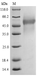 SDS-PAGE