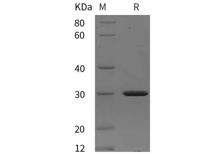 Валидация Elabscience PDEH100933(354)