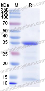 Валидация AntibodySystem YHF68801