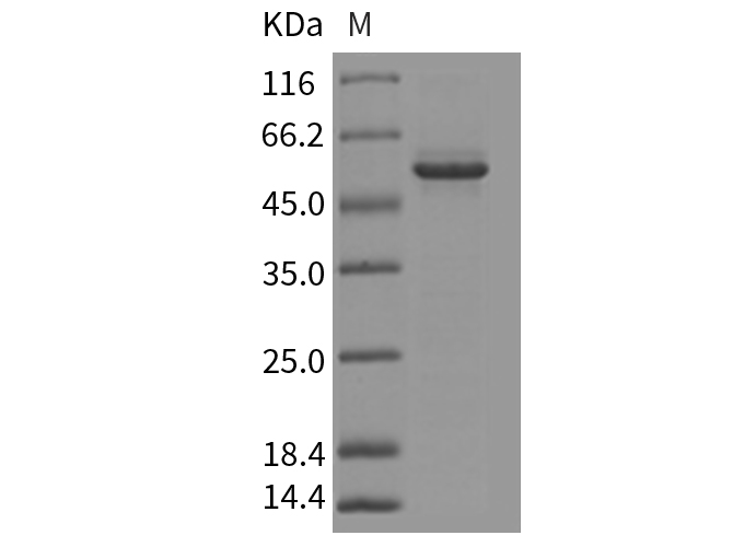 Валидация Elabscience PKSM040326(4330)