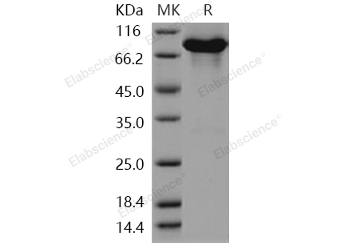 Валидация Elabscience PKSH030944(1767)