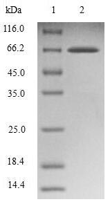 SDS-PAGE