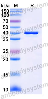 Валидация SDS-PAGE - AntibodySystem RHJ69205