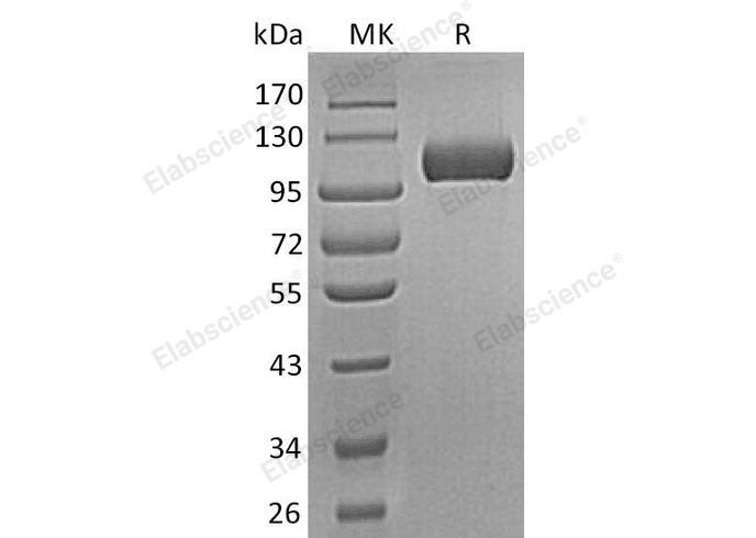 Валидация Elabscience PKSH033024(3403)