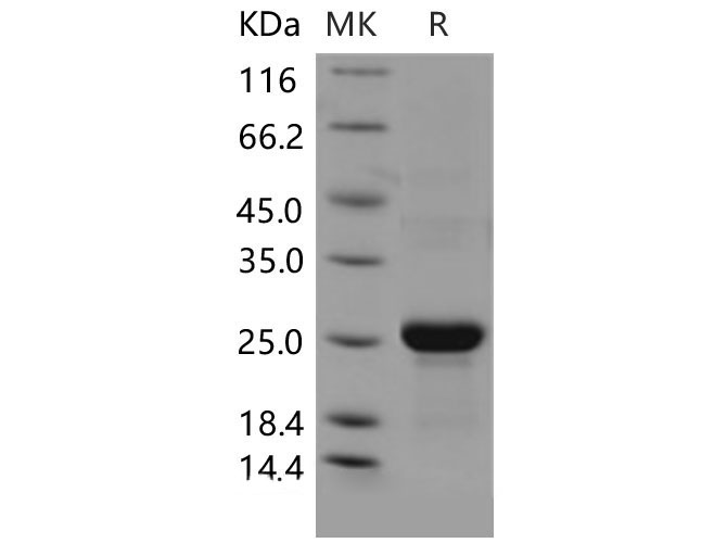 Валидация Elabscience PKSM040537(4527)