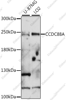 Вестерн-блоттинг, CCDC88A, различные клеточные линии