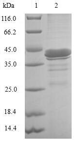 SDS-PAGE