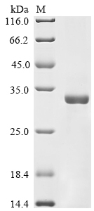 SDS-PAGE