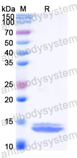 YHC40302, SDS-PAGE