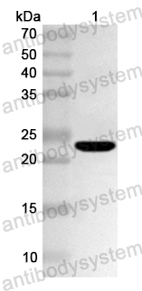 Валидация AntibodySystem PHA67301