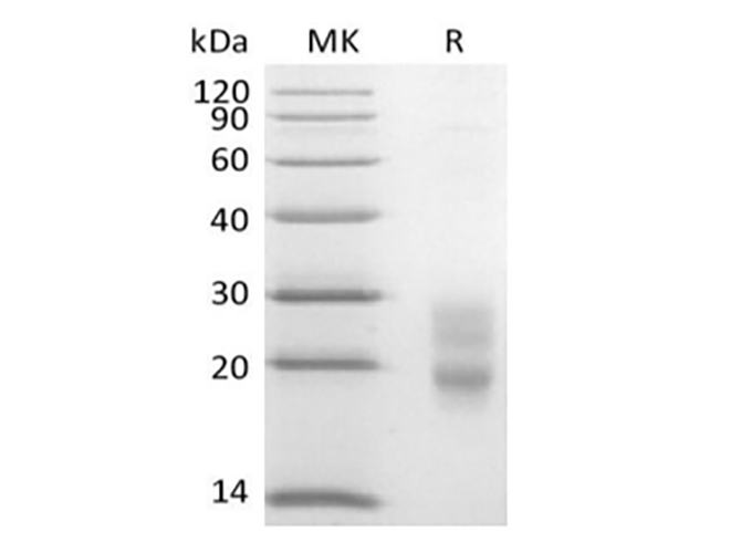 Валидация Elabscience PKSM041424(5299)