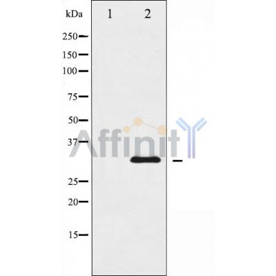 Валидация Affinity AF5261 - 2770