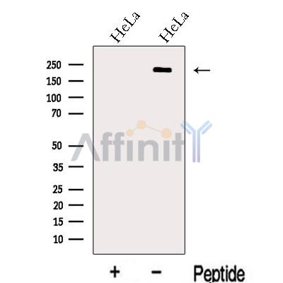 Валидация Affinity DF13129 - 8055