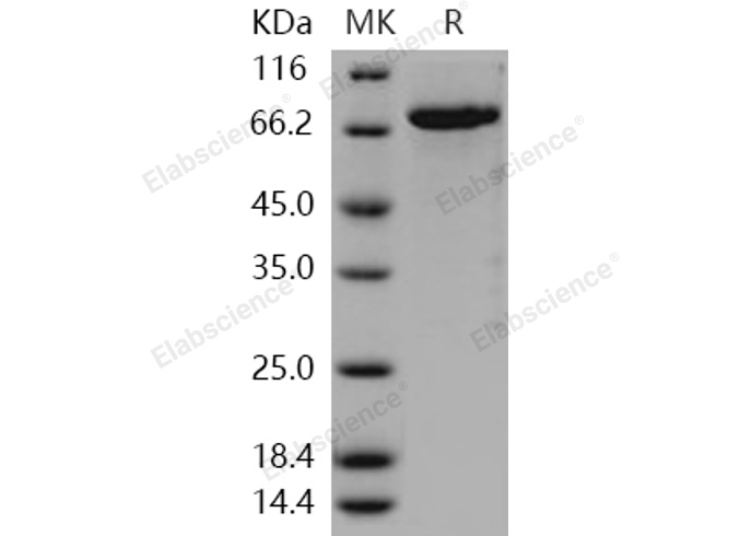 Валидация Elabscience PKSH031097(1884)