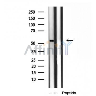 Валидация Affinity DF12037 - 6071