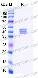 EHA68001, SDS-PAGE