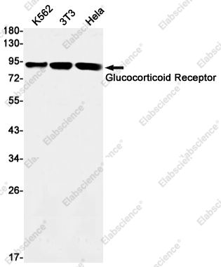 Вестерн-блоттинг, Glucocorticoid Receptor, клетки K562, 3T3, HeLa