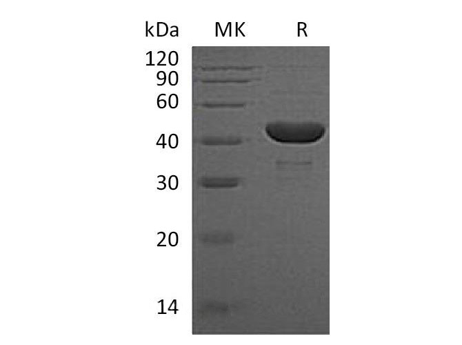 Валидация Elabscience PKSH032892(3295)