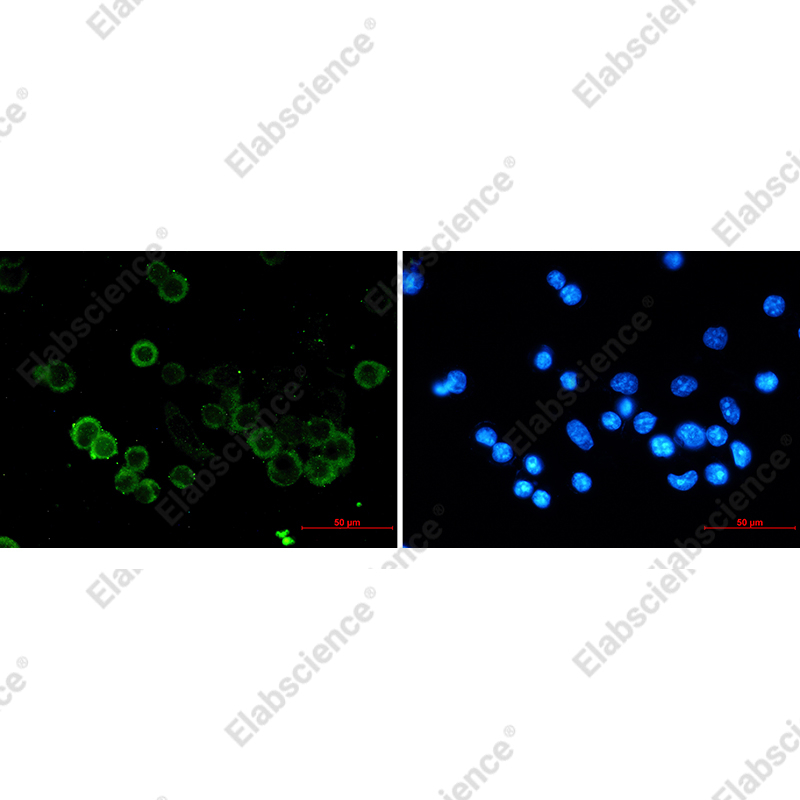 Иммунофлуоресценция, E-Cadherin, клетки MCF-7