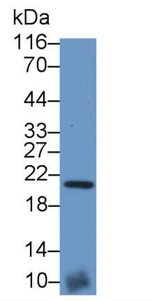 5809