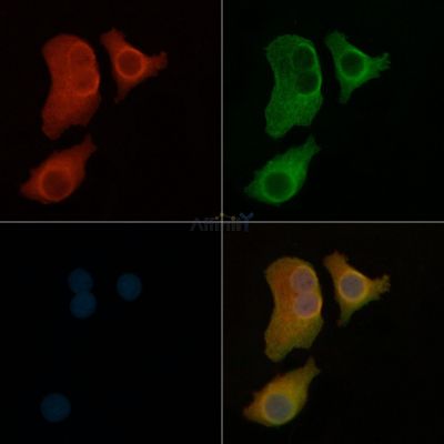 Валидация Affinity AF5350 - 2949