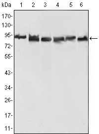 Валидация Affinity BF0073 - 5125