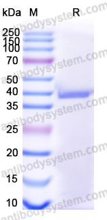 Валидация AntibodySystem EHC27301