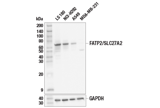 Валидация AssayVector ARM1439(1270)