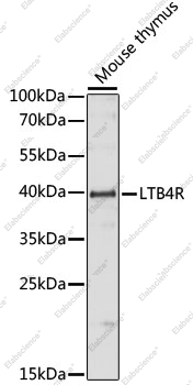 Вестерн-блоттинг, LTB4R, ткань тимуса мыши