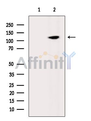 Валидация Affinity DF15137 - 11396