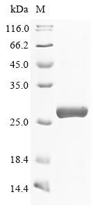 SDS-PAGE