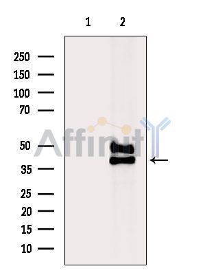 Валидация Affinity DF15508 - 11888
