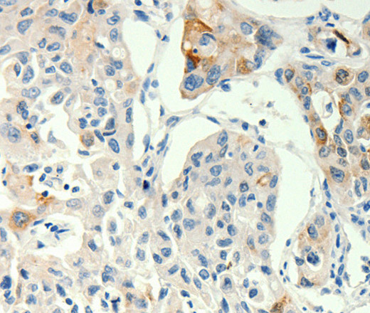 Валидация Elabscience E-AB-16104