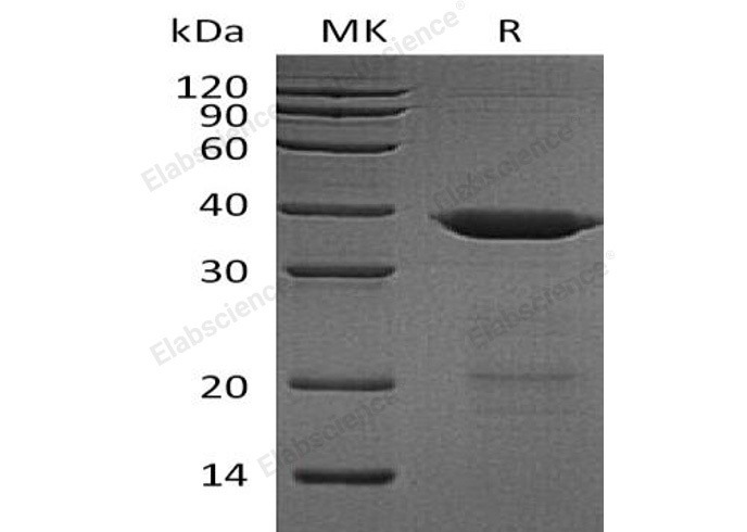 Валидация Elabscience PKSH033186(3537)