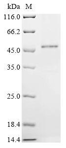SDS-PAGE