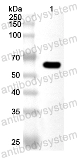 Валидация AntibodySystem PXX54101