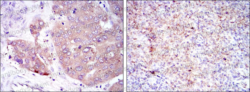 Валидация AntibodySystem RHC20904 (778)