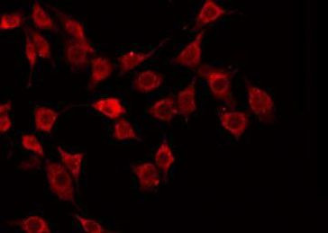 Валидация AssayVector ARM2392(4205)