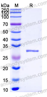 EHC72702, SDS-PAGE