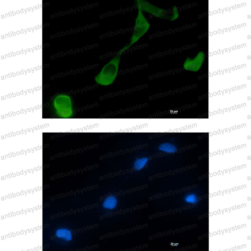 Валидация IF - AntibodySystem RHB44101