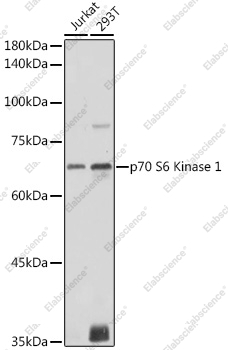 Вестерн-блоттинг, p70 S6 Kinase 1, различные клеточные линии