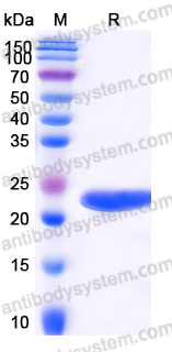 YHJ53803, SDS-PAGE