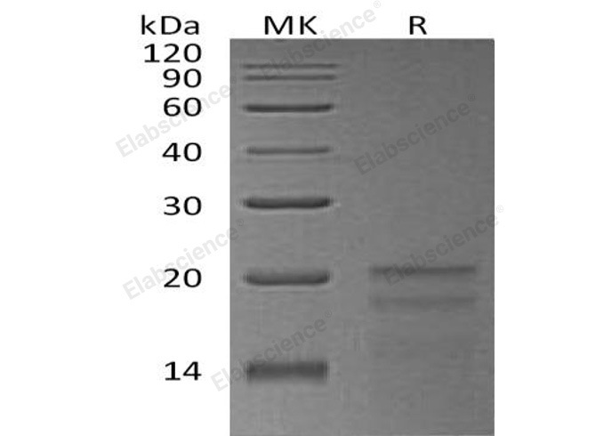 Валидация Elabscience PKSH033235(3578)