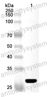 Валидация AntibodySystem PHA85601