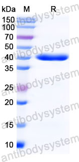 Валидация SDS-PAGE - AntibodySystem RXX00920