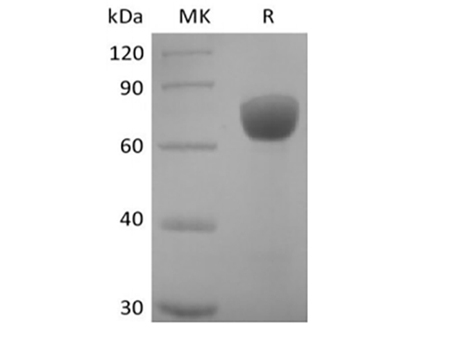 Валидация Elabscience PKSH033992(4222)