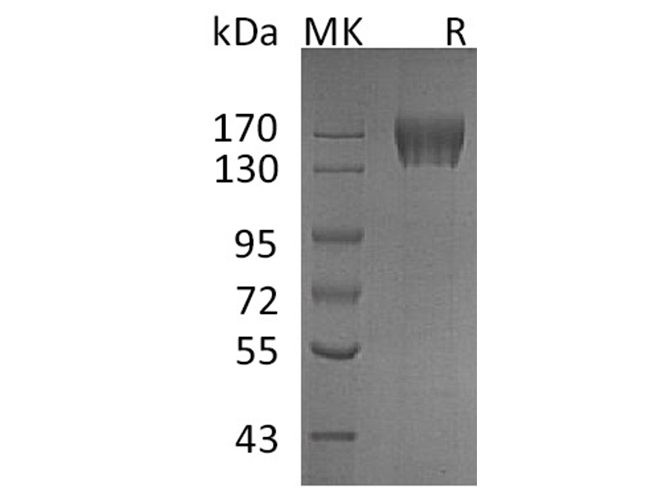 Валидация Elabscience PKSH033592(3885)